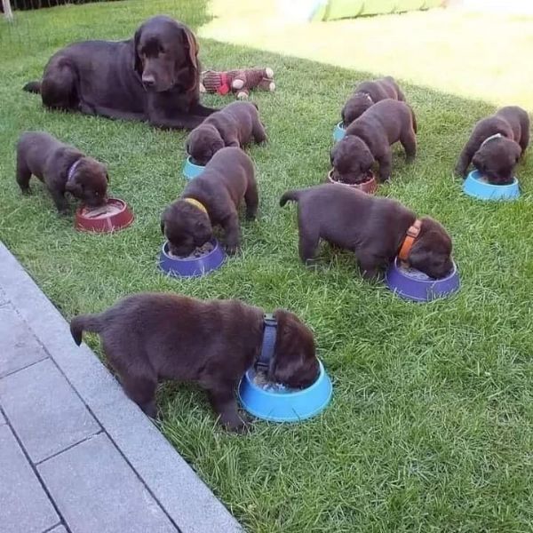 Regala uno splendido labrador | Foto 3
