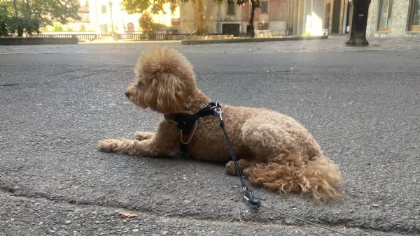 cucciolo di barboncino toy | Foto 4