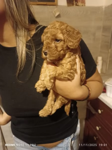 cucciolo di barboncino toy | Foto 1