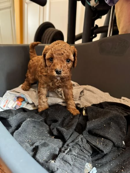 cucciolo di barboncino toy | Foto 0