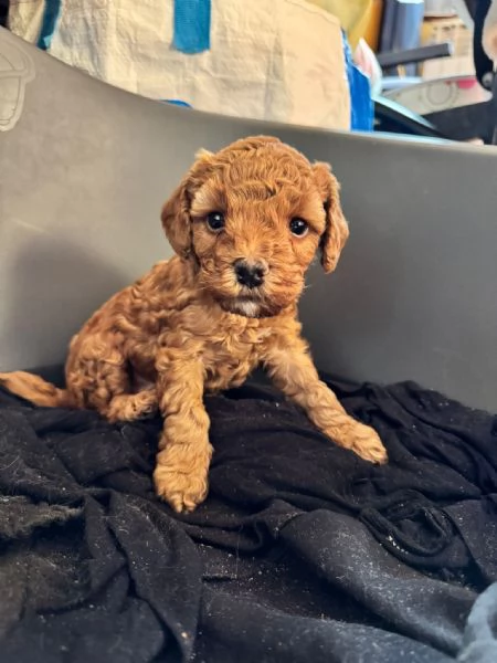 cucciolo di barboncino toy | Foto 4