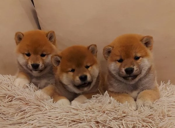 Shiba Inu cuccioli | Foto 6