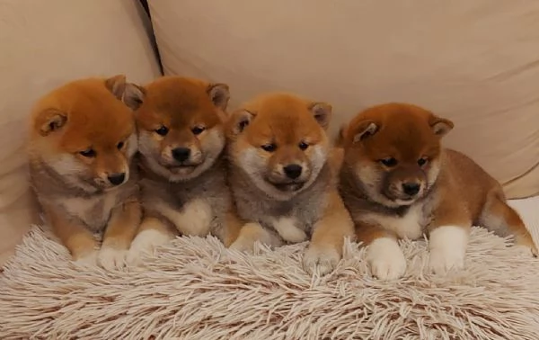 Shiba Inu cuccioli | Foto 5