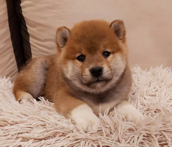 Shiba Inu cuccioli | Foto 4