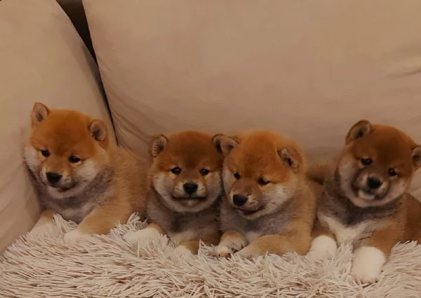 Shiba Inu cuccioli | Foto 3