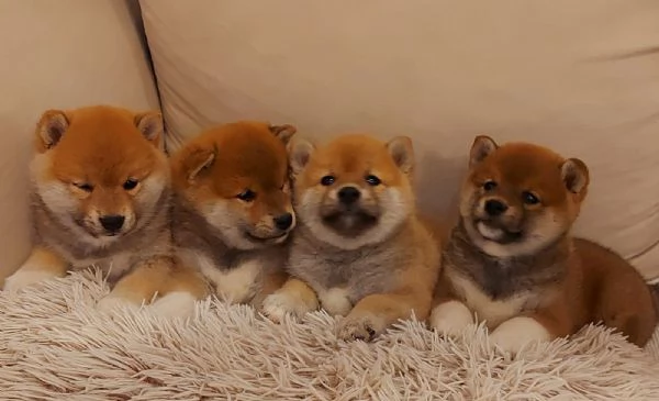 Shiba Inu cuccioli | Foto 2