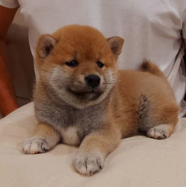 Shiba Inu cuccioli