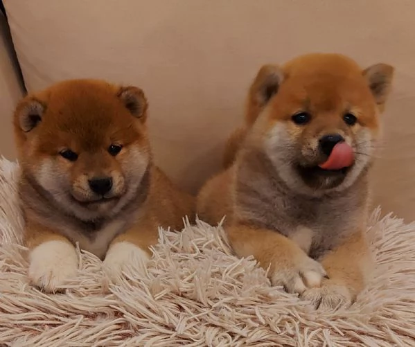 Shiba Inu cuccioli | Foto 1