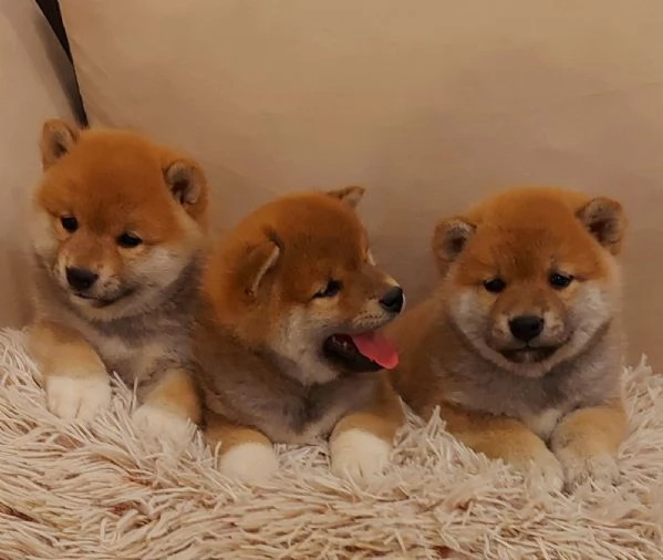 Shiba Inu cuccioli | Foto 0