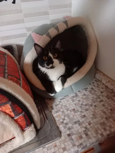  LENNY simpatico gattino in adozione | Foto 6