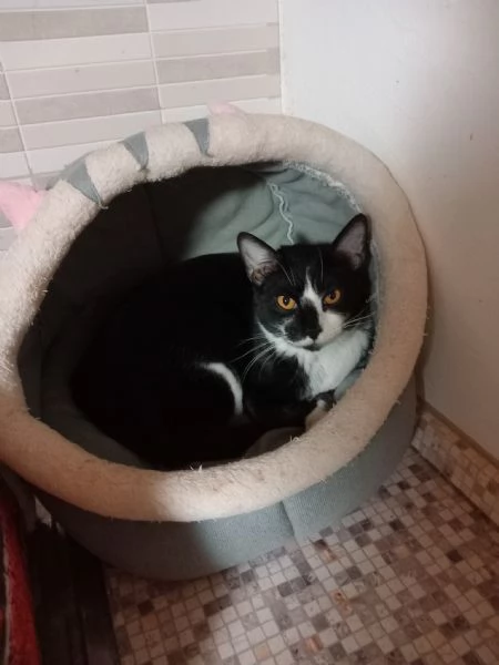  LENNY simpatico gattino in adozione | Foto 5