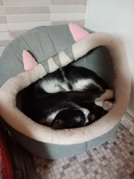  LENNY simpatico gattino in adozione | Foto 4