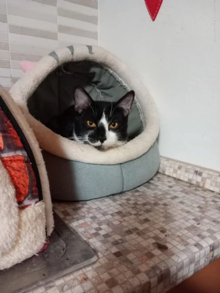  LENNY simpatico gattino in adozione | Foto 3