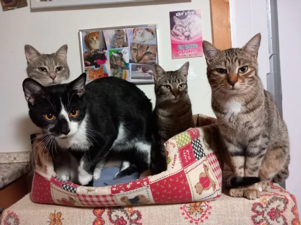  LENNY simpatico gattino in adozione | Foto 2