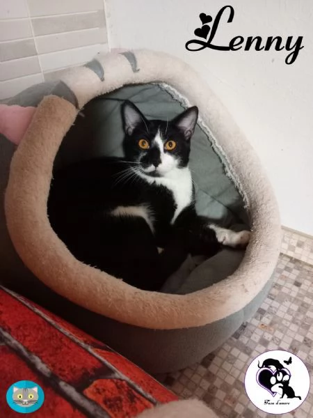 LENNY simpatico gattino in adozione