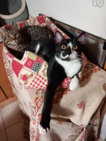  LENNY simpatico gattino in adozione | Foto 1