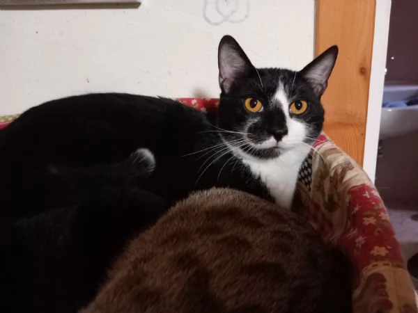  LENNY simpatico gattino in adozione | Foto 0