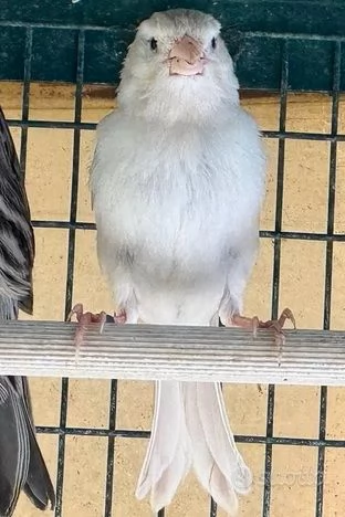 Canarini Novelli 2025 | Foto 3