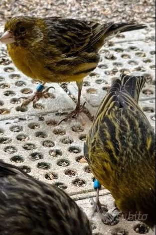 Canarini Novelli 2025 | Foto 2