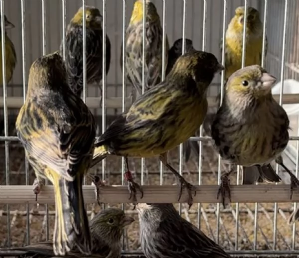 Canarini Novelli 2025 | Foto 1