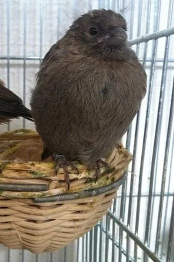 Canarini Novelli 2025 | Foto 2