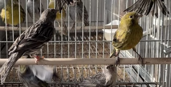 Canarini Novelli 2025 | Foto 0