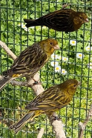 Canarini Novelli 2025