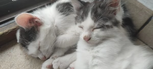 Regaliamo dolci gattini  | Foto 4