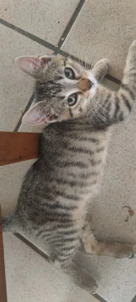 Regaliamo dolci gattini  | Foto 3