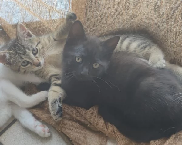 Regaliamo dolci gattini 