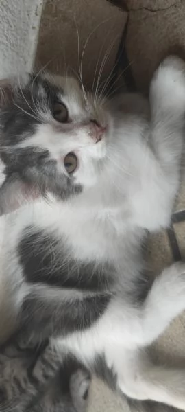 Regaliamo dolci gattini  | Foto 2