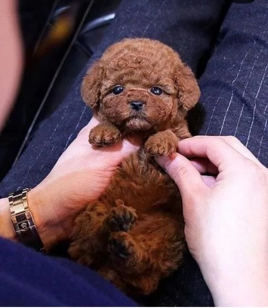 Cuccioli Barboncini toy