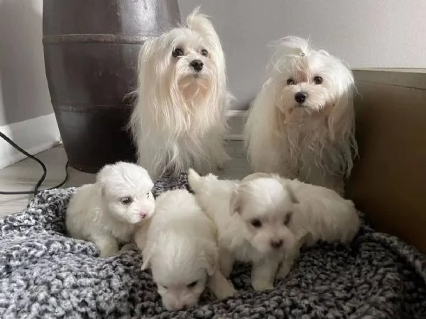 Stiamo cercando di ricollocare il maltese per ladozione
