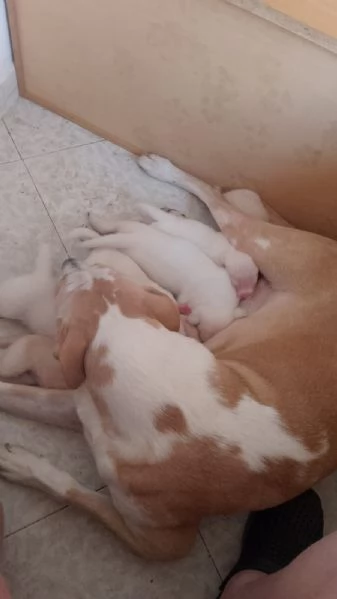 Regalasi dolcissima cucciola di circa due settimane 