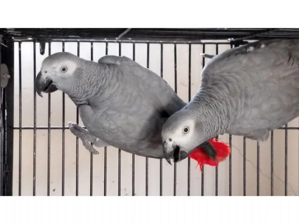 Disponibili pappagalli cenerino | Foto 1