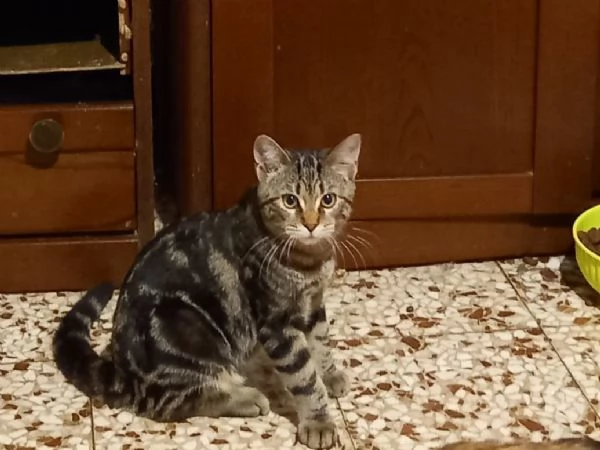 Regalo gattini | Foto 1