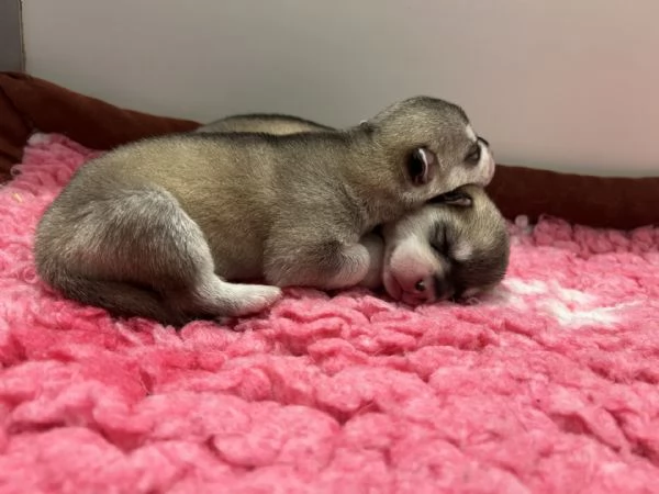 Meravigliosi cuccioli di SIBERIAN HUSKY disponibili da poco prima di Natale | Foto 5