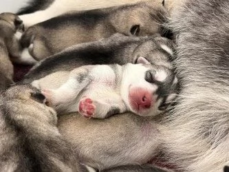 Meravigliosi cuccioli di SIBERIAN HUSKY disponibili da poco prima di Natale | Foto 4