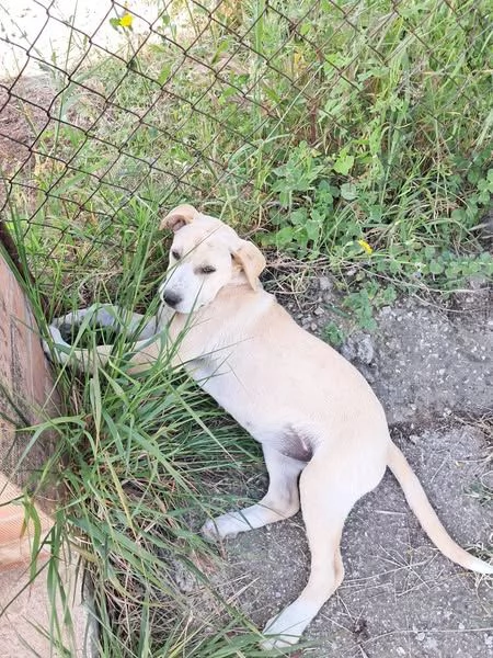 DOLCISSIMA LABRADORINA CERCA COCCOLE | Foto 3