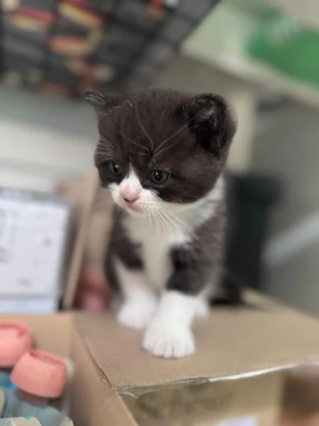 Gattini Munchkin | Foto 1
