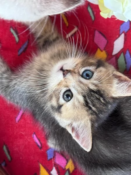 Gattini Munchkin