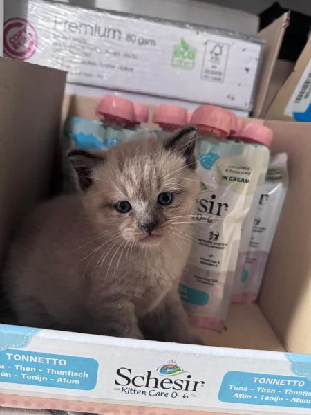 Gattini Munchkin | Foto 0