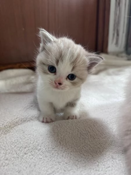 Gattini Munchkin