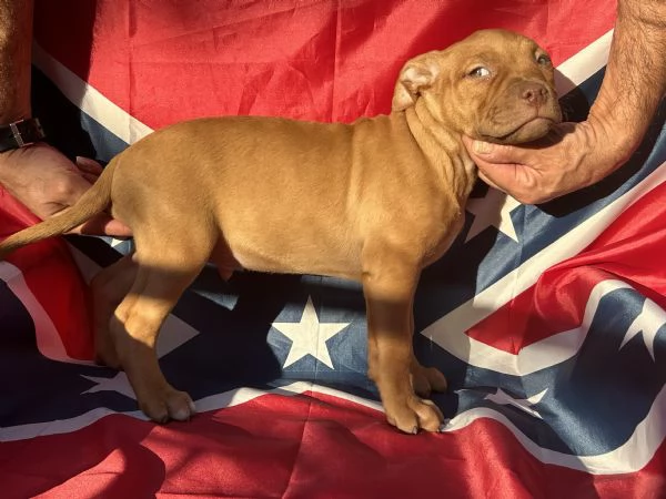 Cuccioli di Pitbull Terrier Red Nose | Foto 2