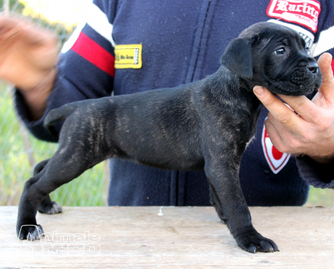 Vendita Cucciolo Cane Corso Da Privato A Messina Cane Corso Cuccioli