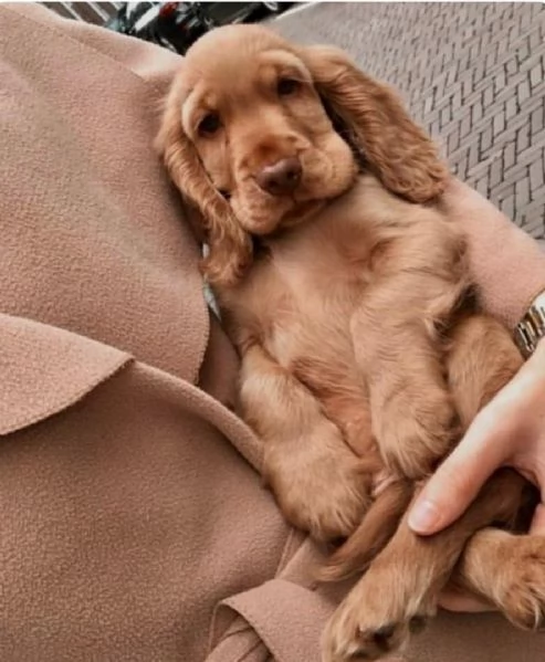 Regalo bambini cocker spaniel cuccioli Maschio e femmini cocker  con pedigree acquistato da alleva