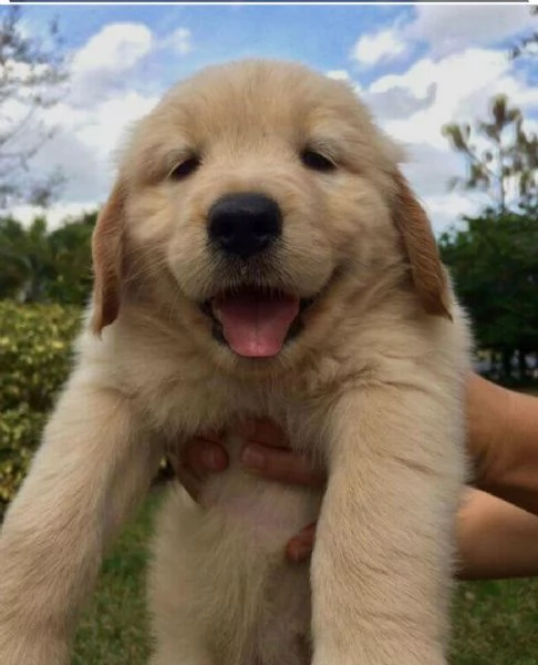 Regalo GOLDEN RETRIVER CUCCIOLI DISPONIBILE PER LADOZIONE Adorabili cuccioli di Golden Retriver fem