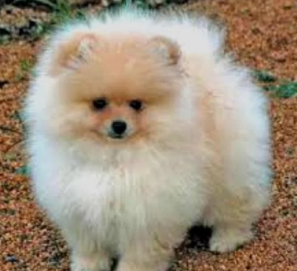 REGALO POMERANIA CUCCIOLI MASCHIO E FEMMINA bellissimi cuccioli di Pomerania maschio e femmina s