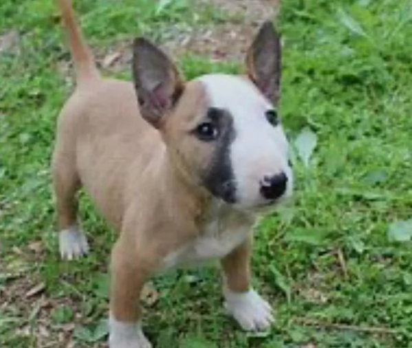 adorabili cuccioli di bull terrier femminucce e maschietti disponibili  i cuccioli sono vaccinati s