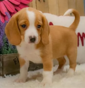 Regalo cuccioli di Beagle cuccioli di Beagle  ancora disponibili un maschio e una femmina  I cucci